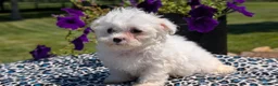 Maltese dogs for sale: Tulip - Ad 7