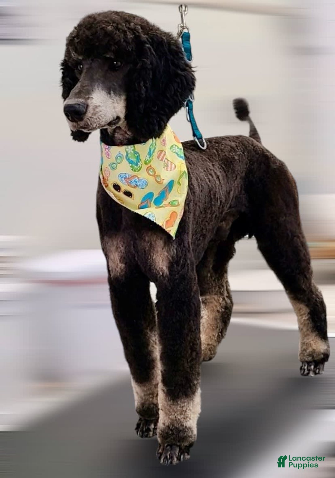 Gallery Image {{count}}