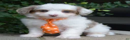 Mini Aussiedoodle dogs for sale: Mini Ace - Ad 3