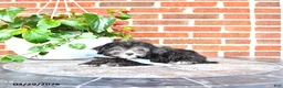 Maltipoo dogs for sale: Scout - Ad 3