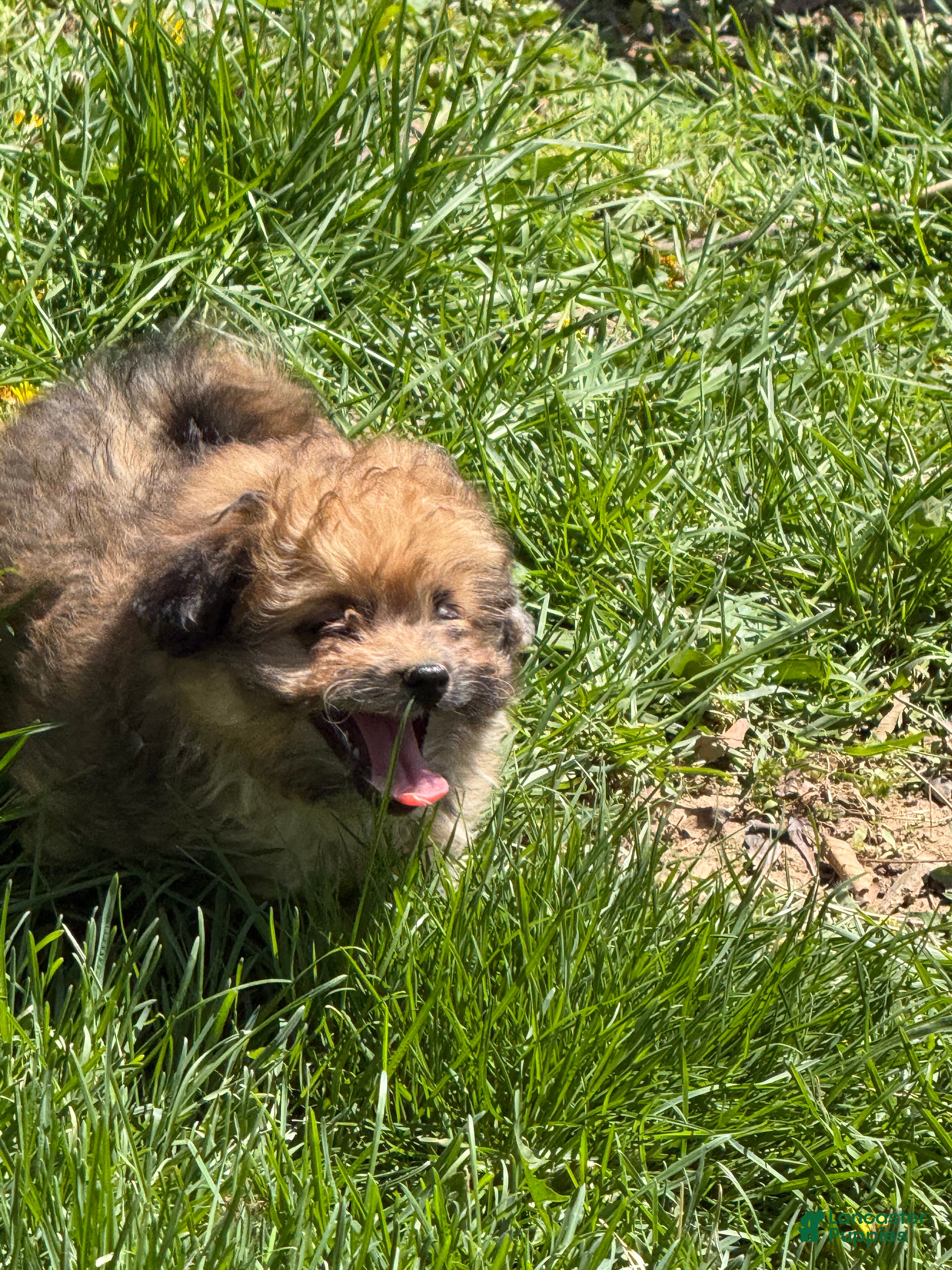 Pomapoo dogs Pomapoo Puppy 3 - Ad 2