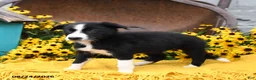 Border Collie dogs for sale: Bella   - Ad 5
