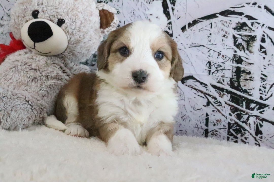 Bernedoodle dogs for sale: Scout - Ad 2