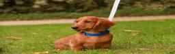 Miniature Dachshund dogs for sale: Asher Miniature Dachshund - Ad 5
