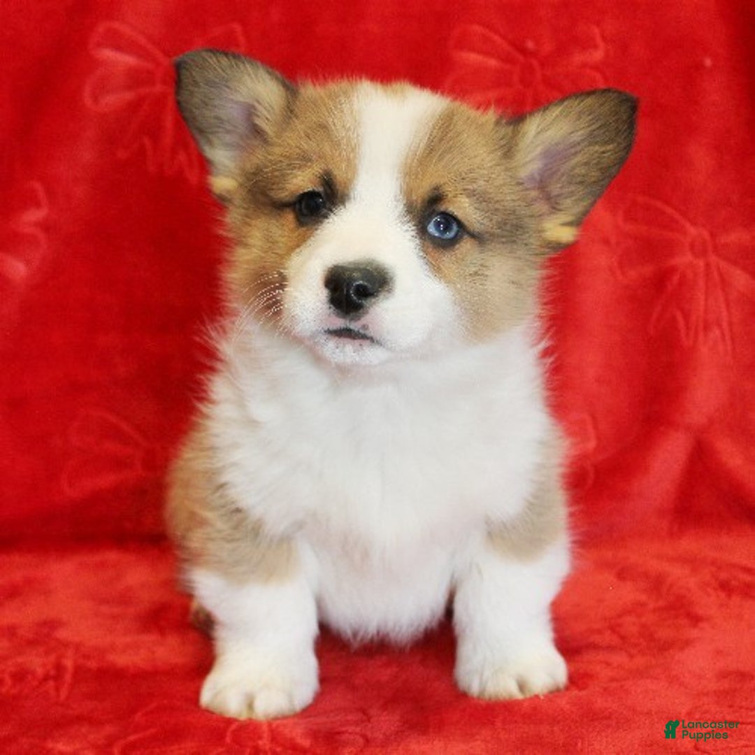 Welsh Corgi Pembroke dogs for sale: Prancer Genetically CLEAR - Ad 1