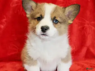 Welsh Corgi Pembroke dogs for sale: Prancer Genetically CLEAR - Ad 3