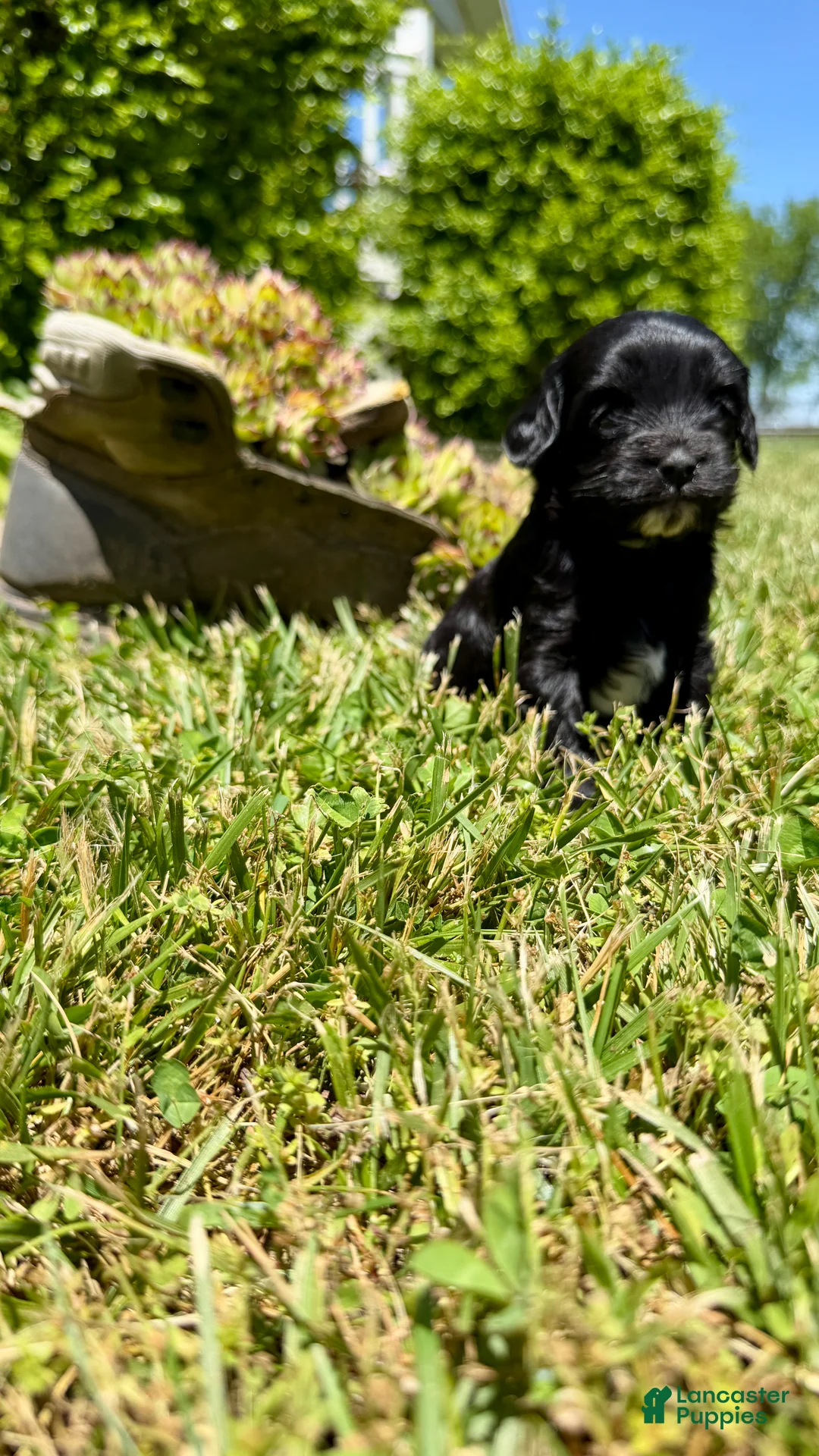 Cavapoo dogs for sale: Tippy - Ad 4