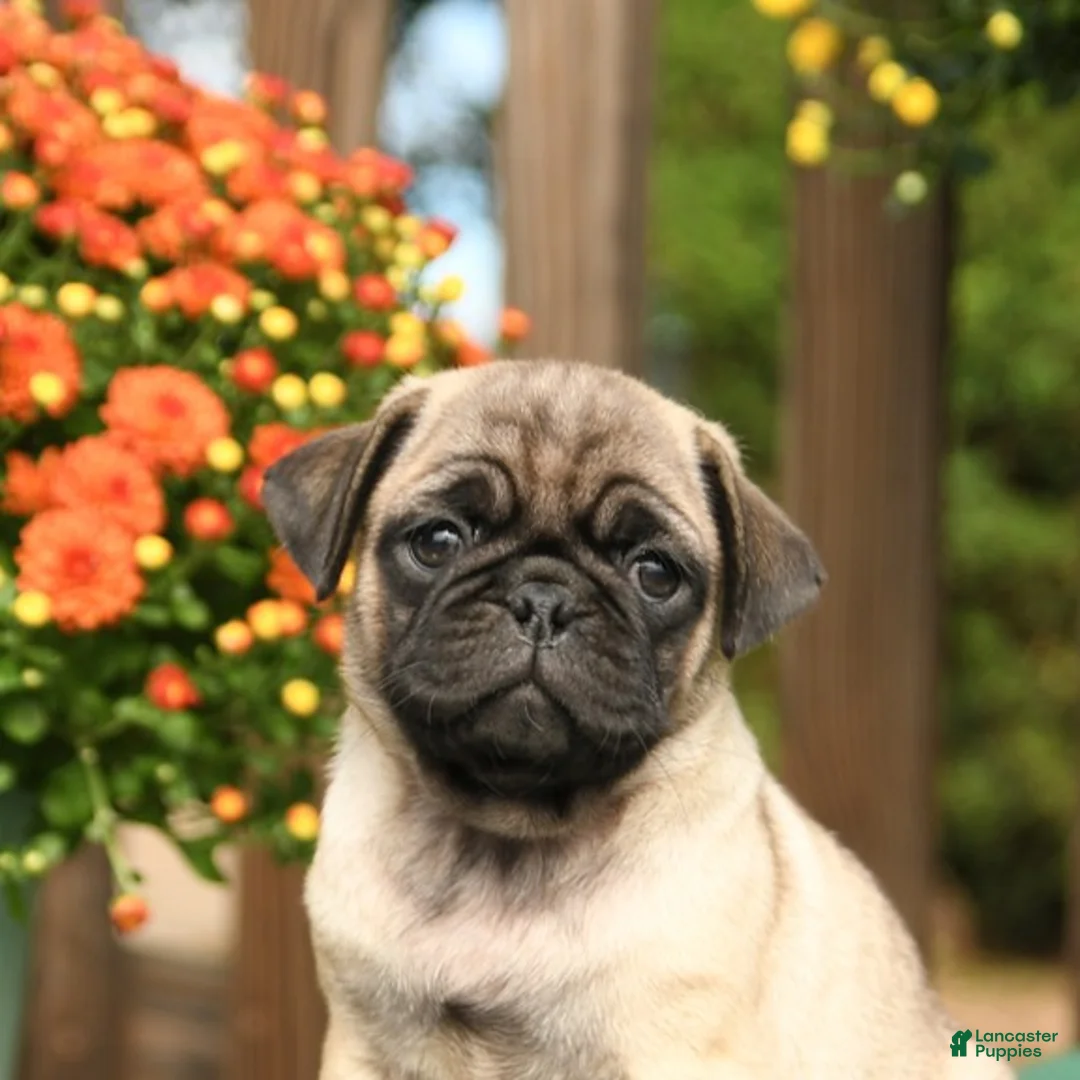 Pug dogs for sale: Max - Ad 5