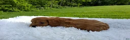 Cavapoo dogs for sale: Phoenix  - Ad 4