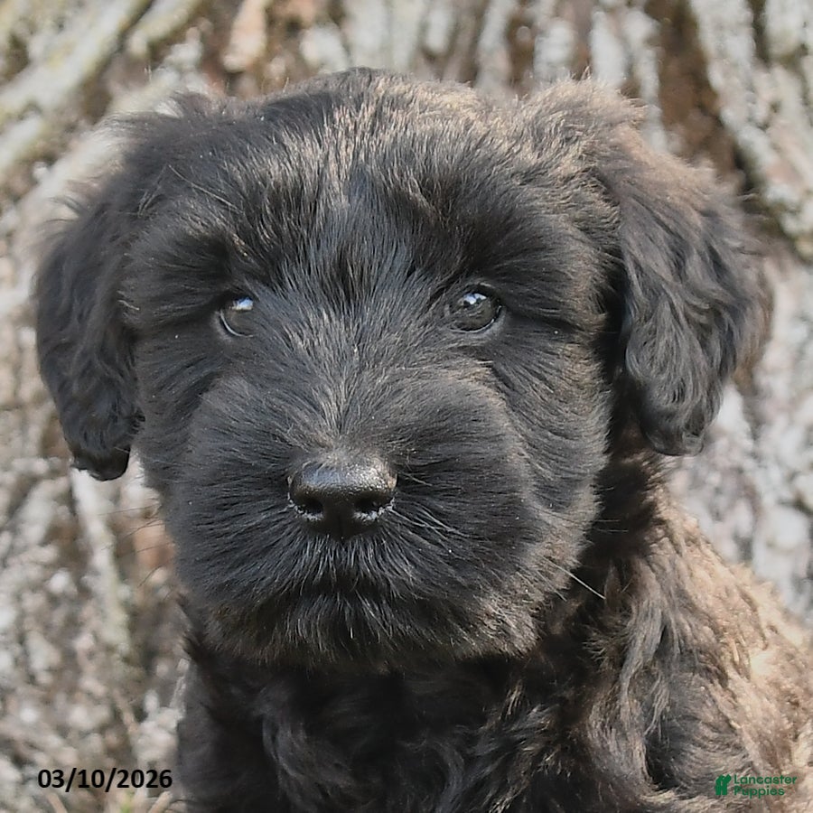 Schnauzer dogs Patsy - Ad 2