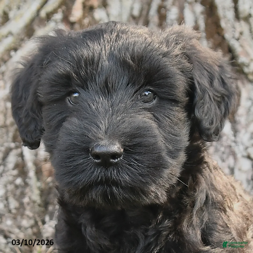 Schnauzer dogs for sale: Patsy - Ad 2