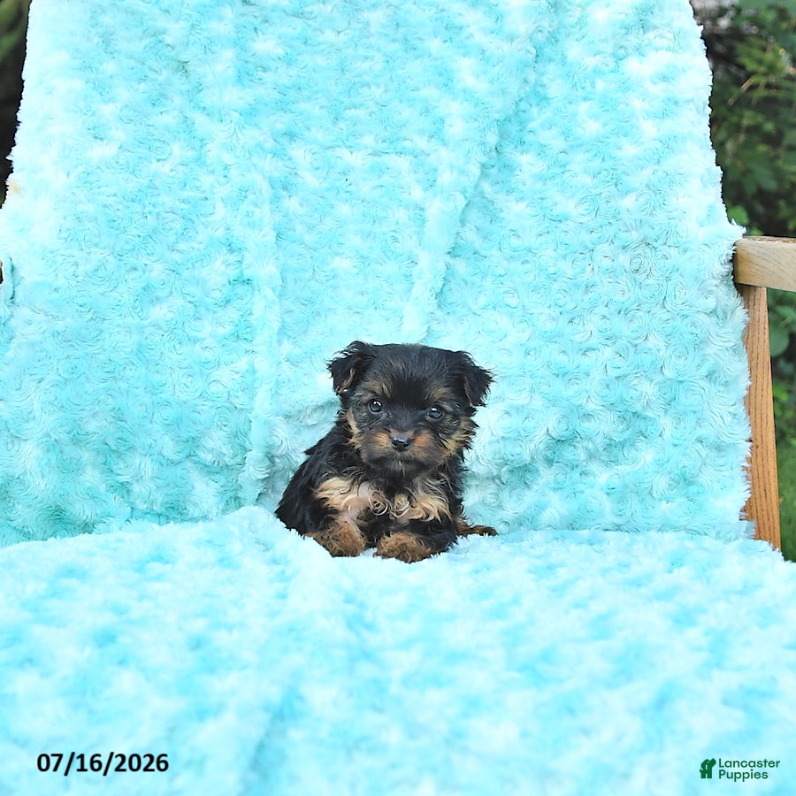 Yorkshire Terrier dogs Gracie - Ad 2