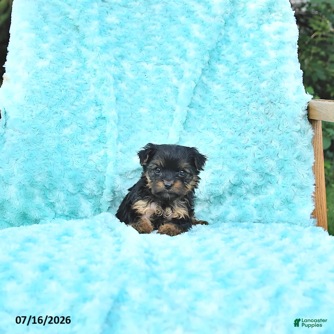 Yorkshire Terrier dogs for sale: Gracie - Ad 2