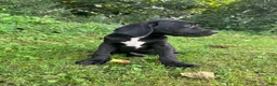 Cane Corso dogs for sale: Thor - Ad 2