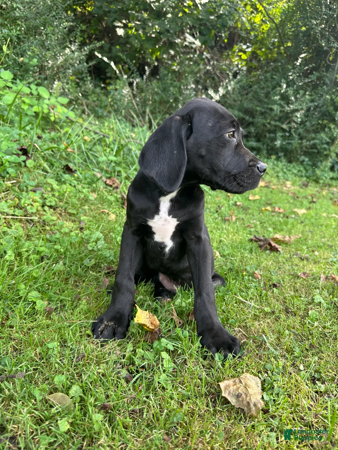 Cane Corso dogs for sale: Thor - Ad 2