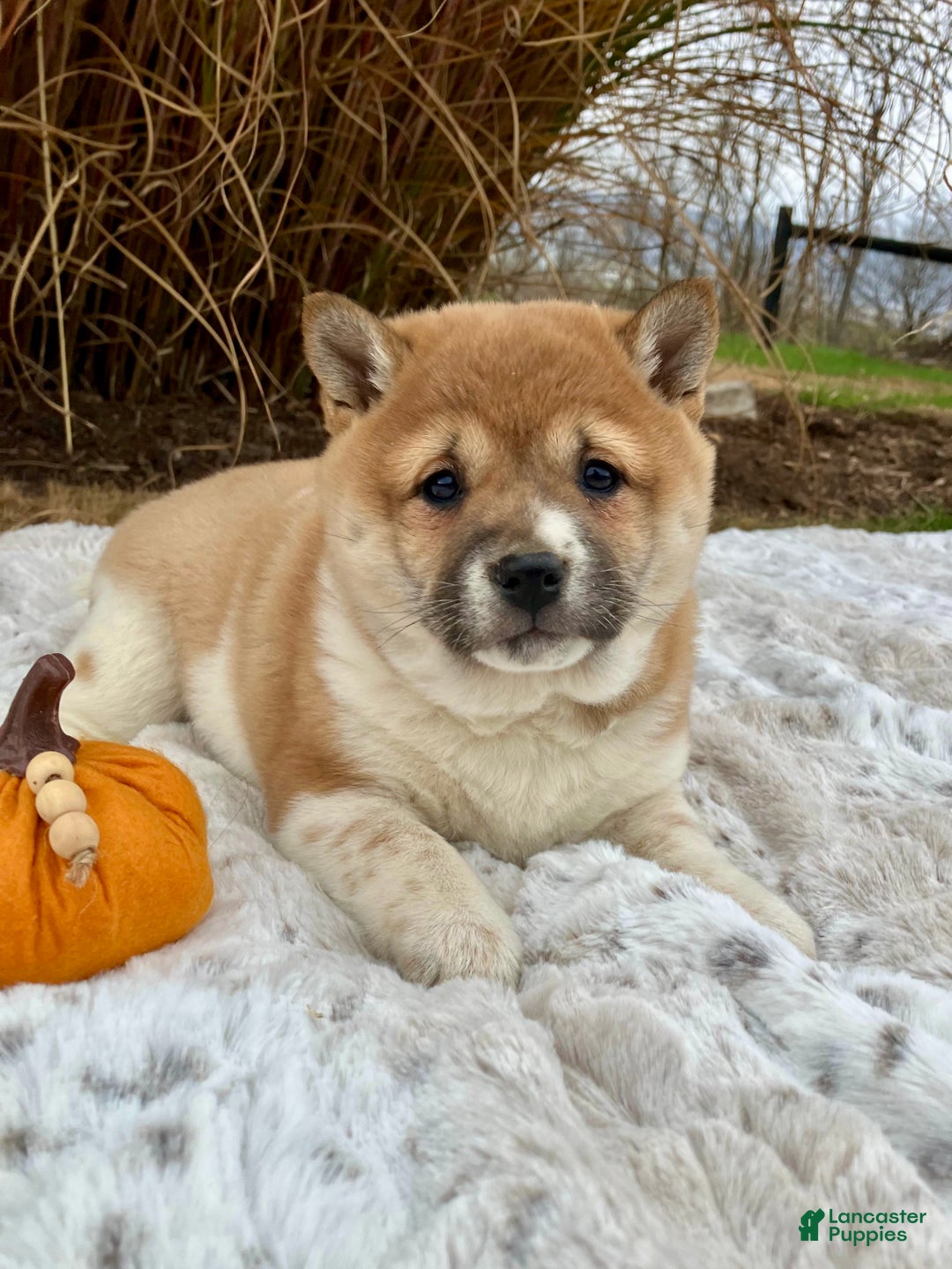 Shiba Inu dogs for sale: Sasha - Ad 4
