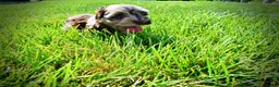 Havapoo dogs for sale: Heavenly - Ad 22