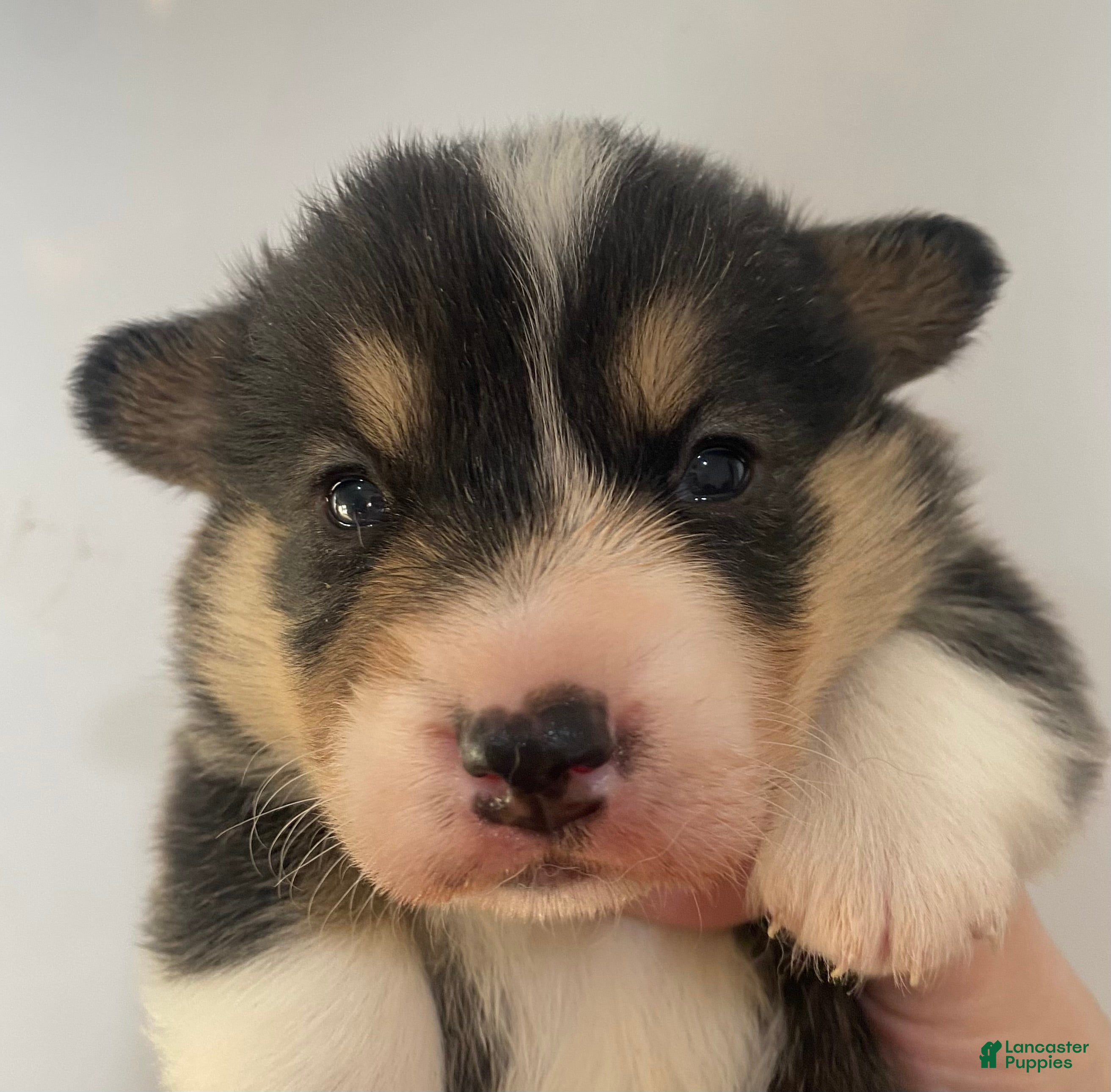 Welsh Corgi Pembroke dogs Graham - Ad 12