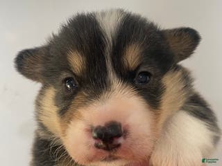 Welsh Corgi Pembroke dogs Graham - Ad 12