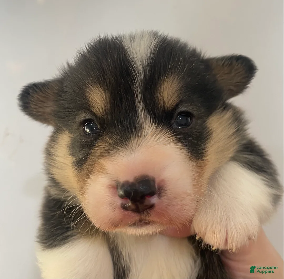 Welsh Corgi Pembroke dogs for sale: Graham - Ad 2