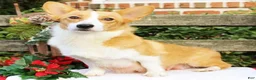 Welsh Corgi Pembroke dogs for sale: Sasha - Ad 5