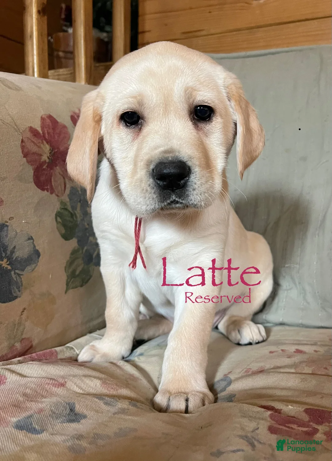 Labrador Retriever dogs for sale: Latte - Ad 1