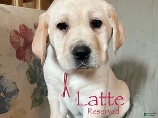 Labrador Retriever dogs Latte - Ad 9