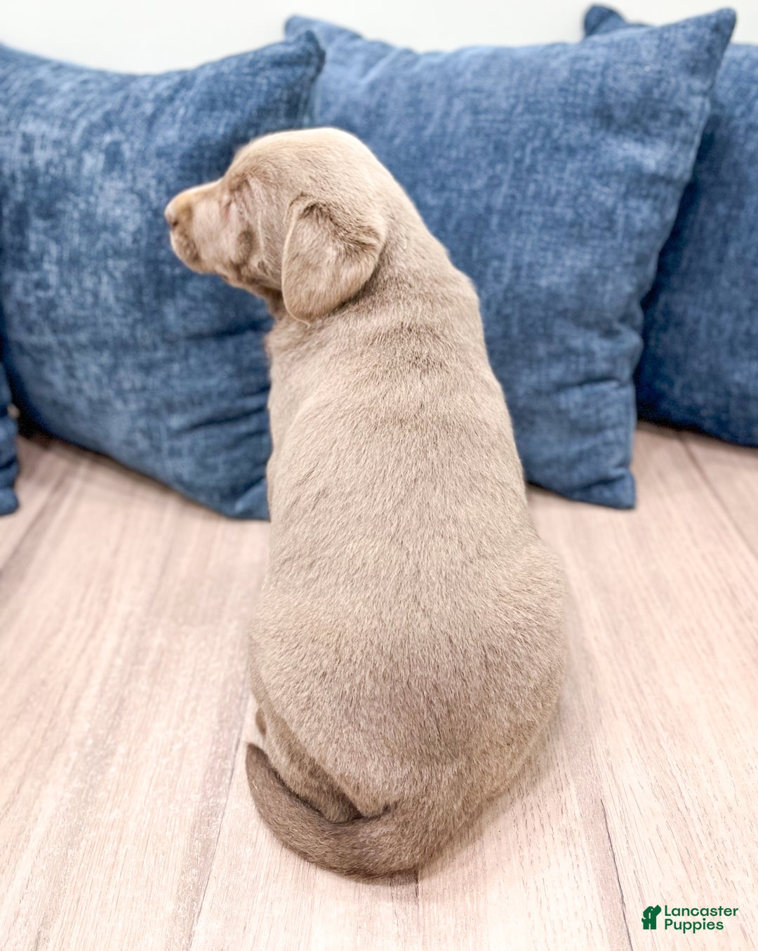 Labrador Retriever dogs for sale: Stormy - Ad 5