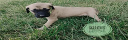 English Mastiff dogs for sale: Beulah  - Ad 3