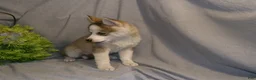 Pomsky dogs for sale: Bella - Ad 3