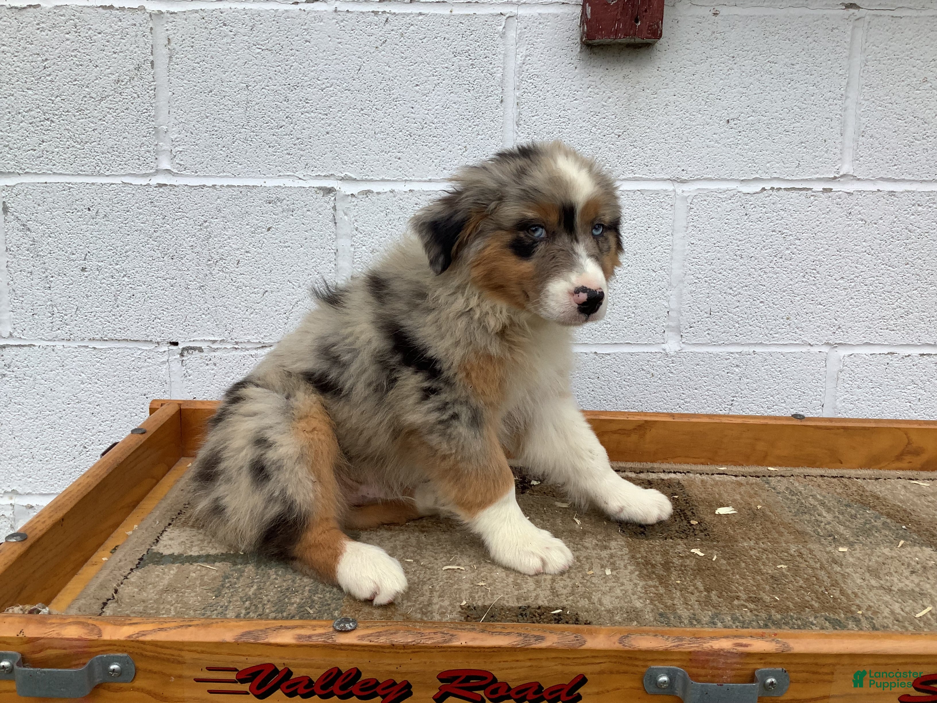 Australian Shepherd dogs Buster - Ad 2