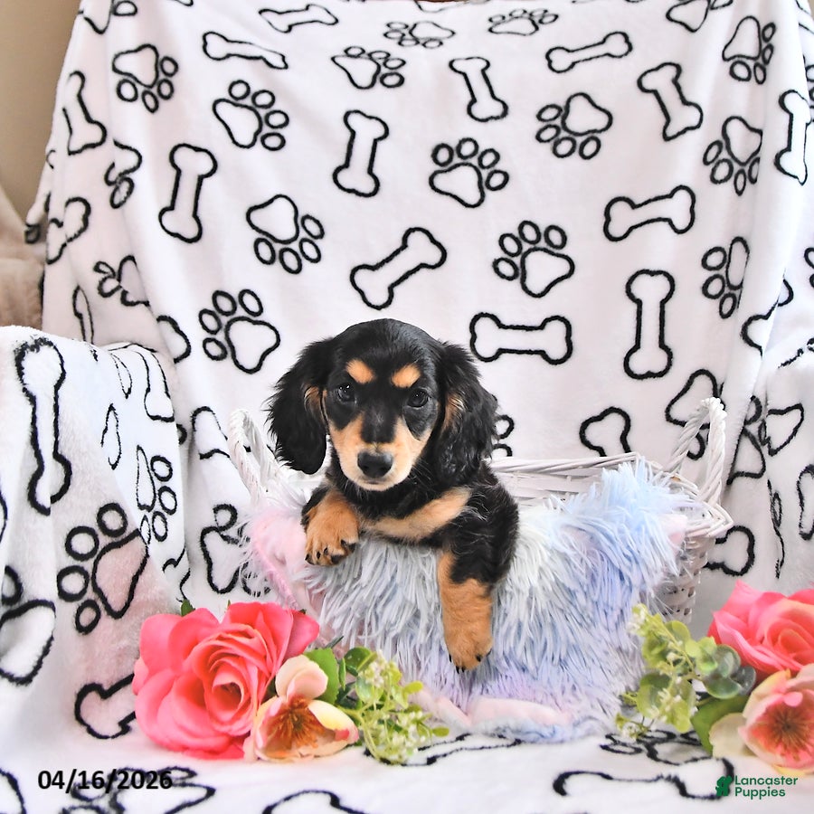 Miniature Dachshund dogs Kelsa - Ad 1