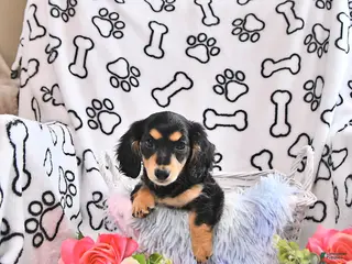 Miniature Dachshund dogs for sale: Kelsa - Ad 1