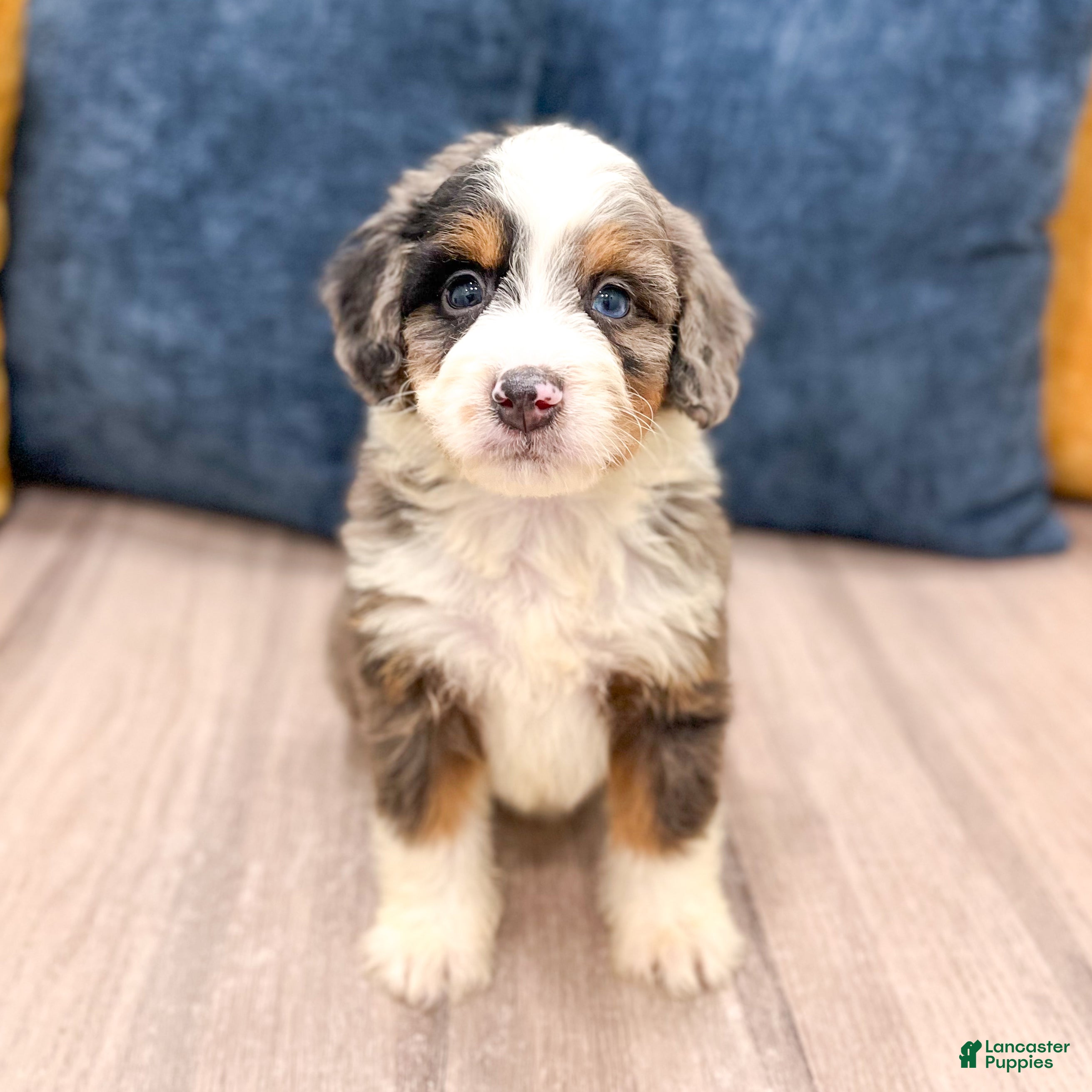 Mini Bernedoodle dogs Sadie - Ad 2