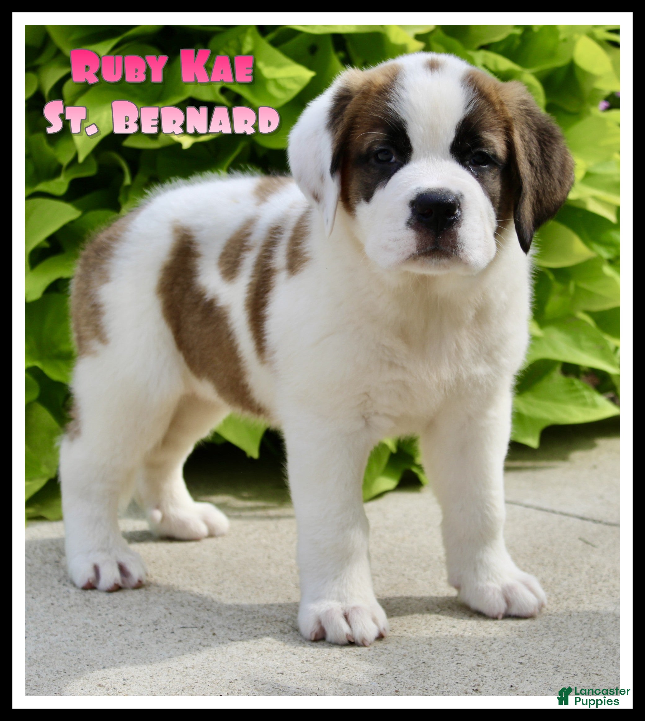 Saint Bernard dogs Ruby Kae - Ad 1