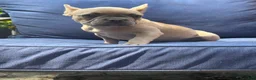 French Bulldog dogs for sale: French Bulldog 2 - Ad 6