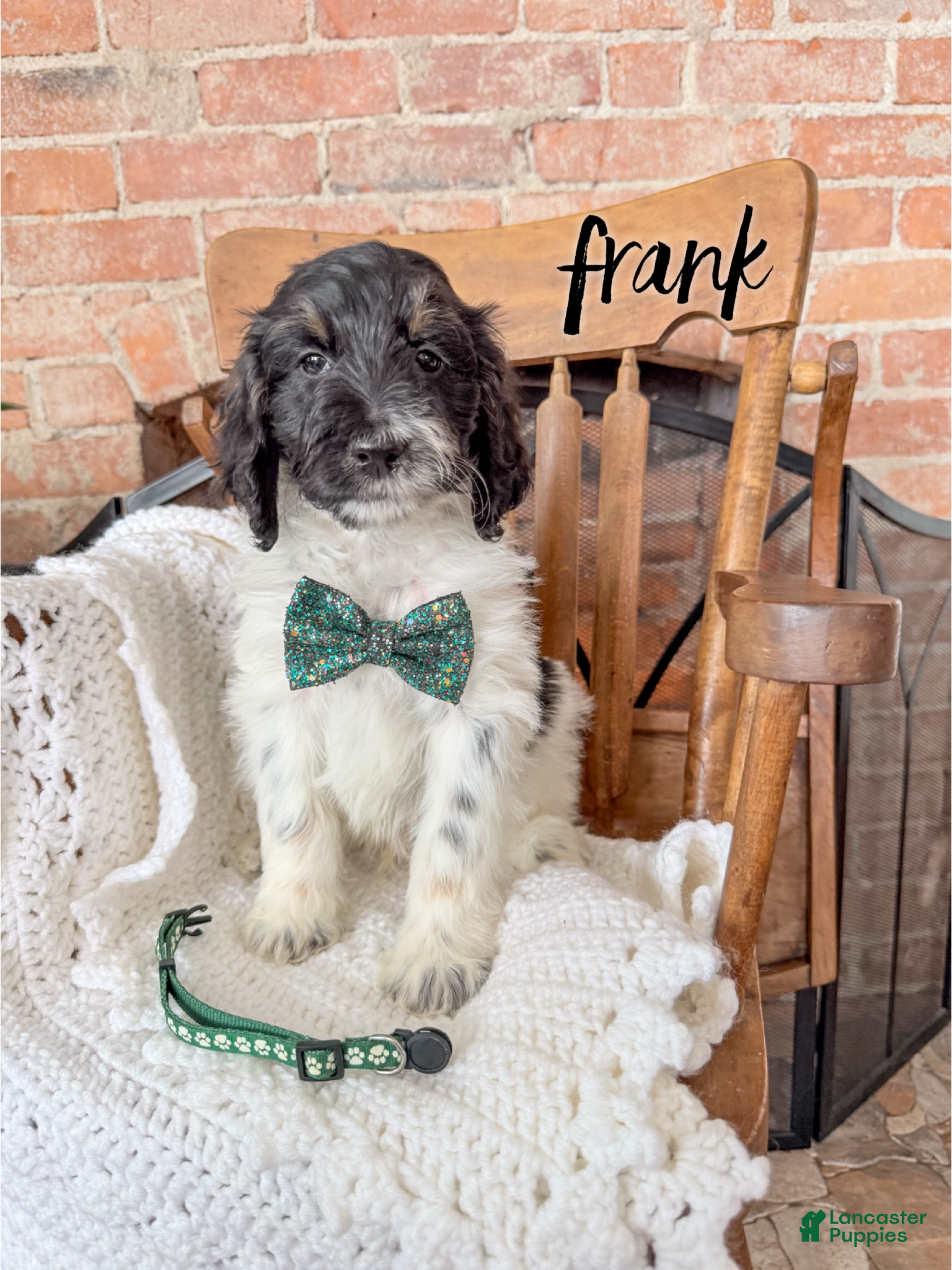 Mixed Breed dogs Frank - Ad 14