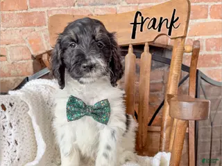 Mixed Breed dogs Frank - Ad 8