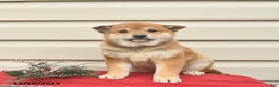 Shiba Inu dogs for sale: Rainbow  - Ad 3
