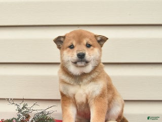 Shiba Inu dogs Rainbow - Ad 13