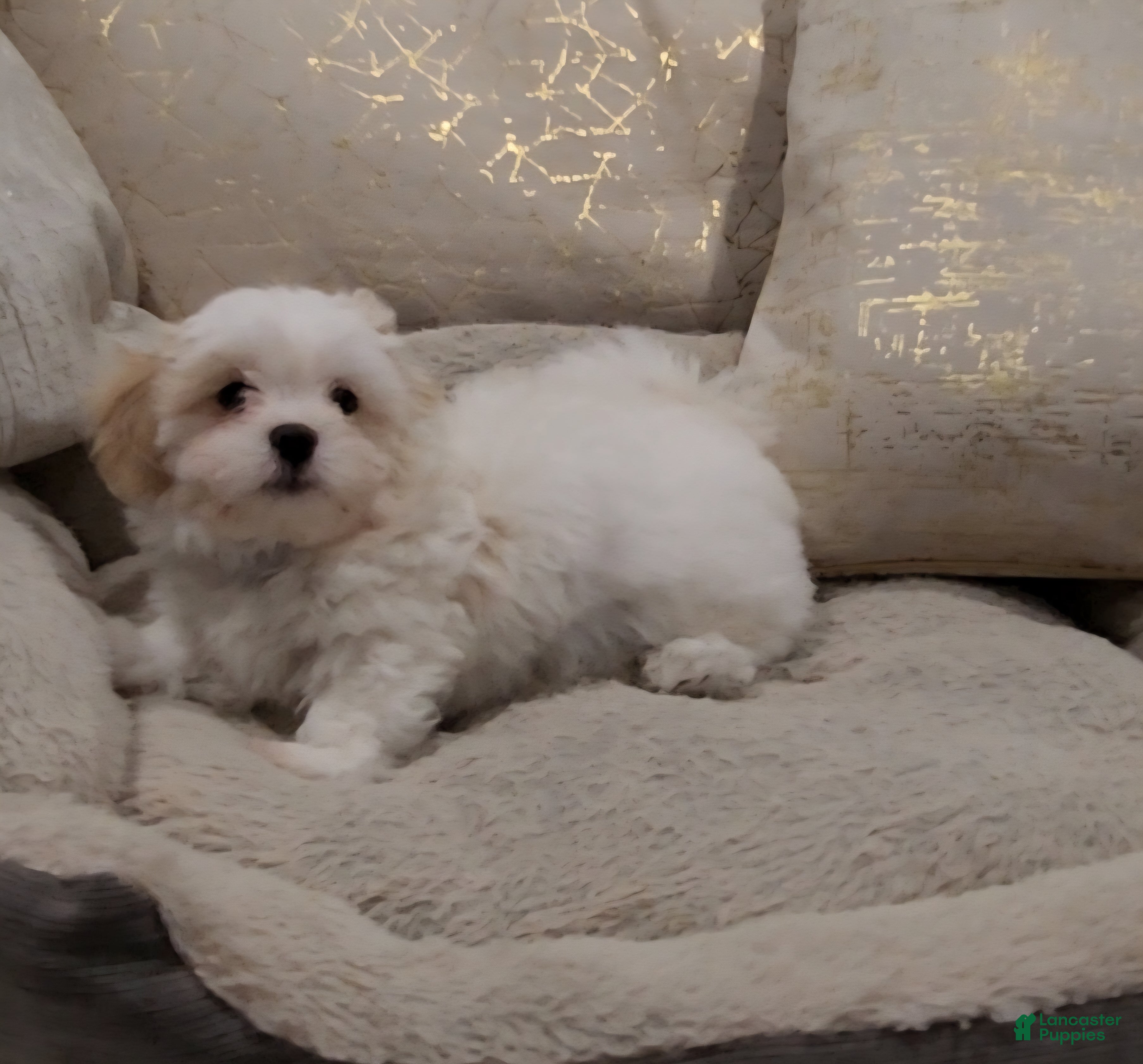 Shihpoo dogs for sale: Prince (Mr. Purple) - Ad 7