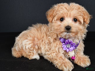 Maltipoo dogs - Ad 38