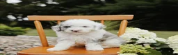 Mini Aussiedoodle dogs for sale: Sky - Ad 4