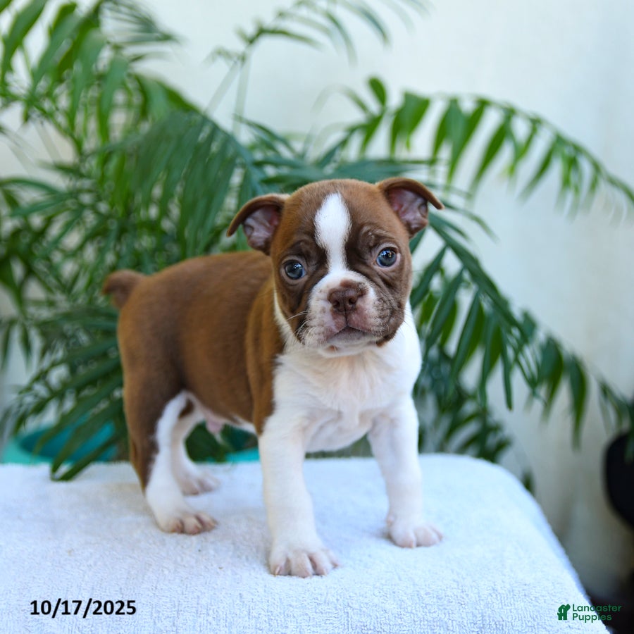 Boston Terrier dogs Rex - Ad 38