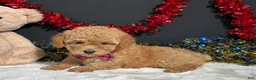 Toy Poodle dogs for sale: Lila - Ad 8