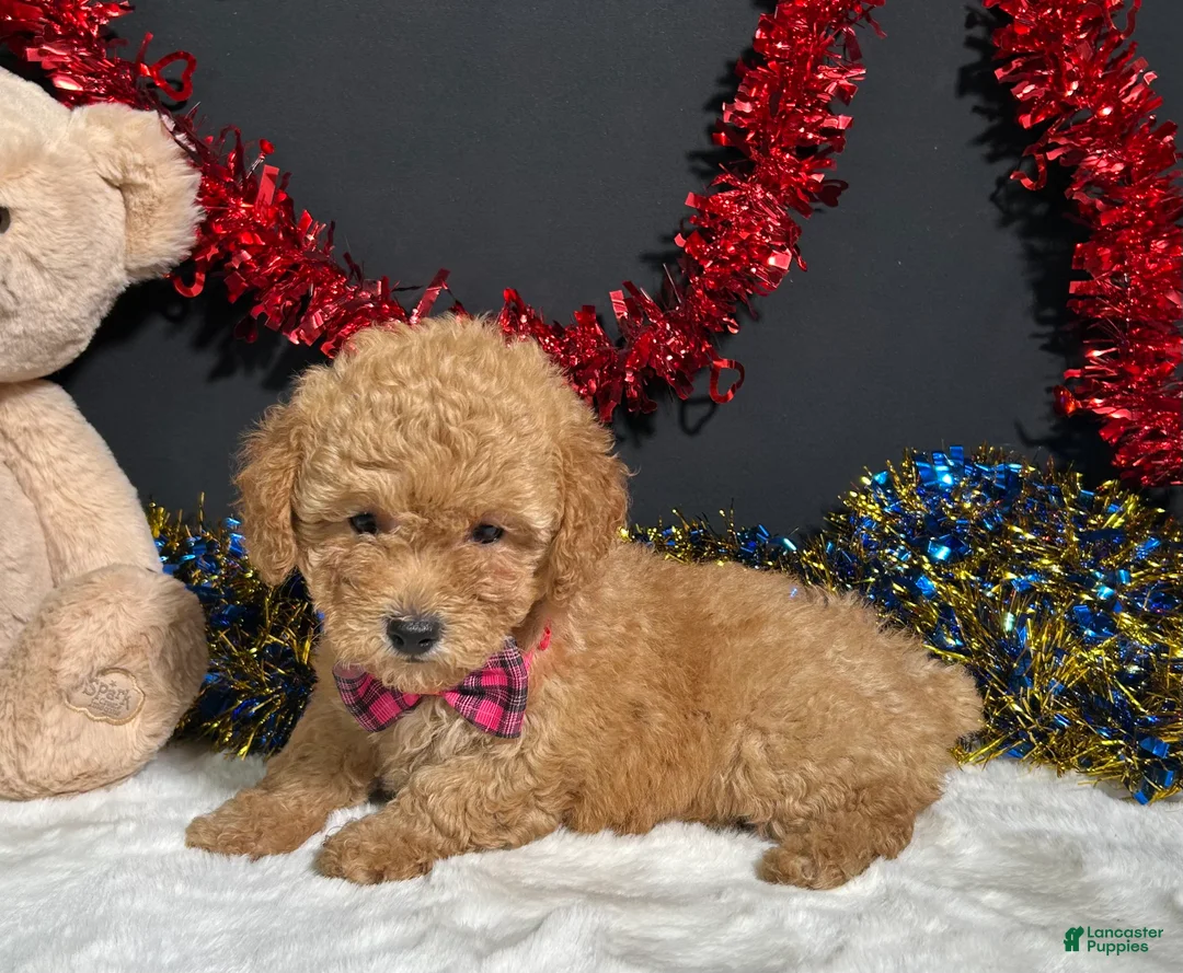 Toy Poodle dogs for sale: Lila - Ad 8
