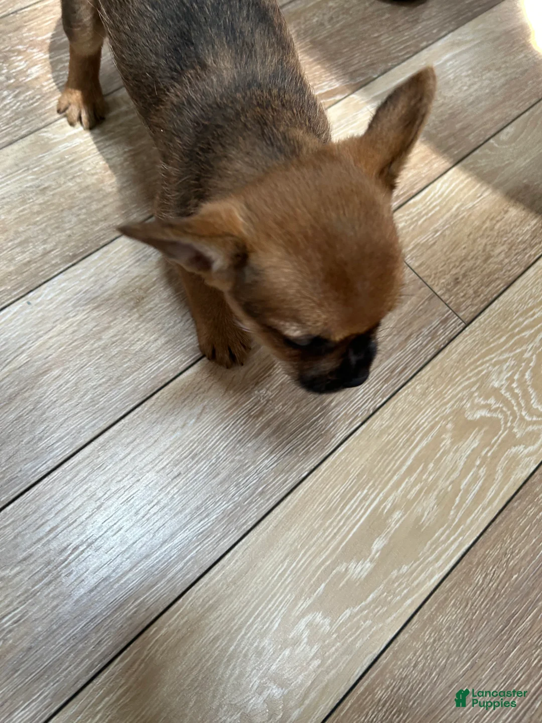 Mixed Breed dogs for sale: Brownie - Ad 2