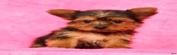 Yorkshire Terrier dogs for sale: Buddy - Ad 4