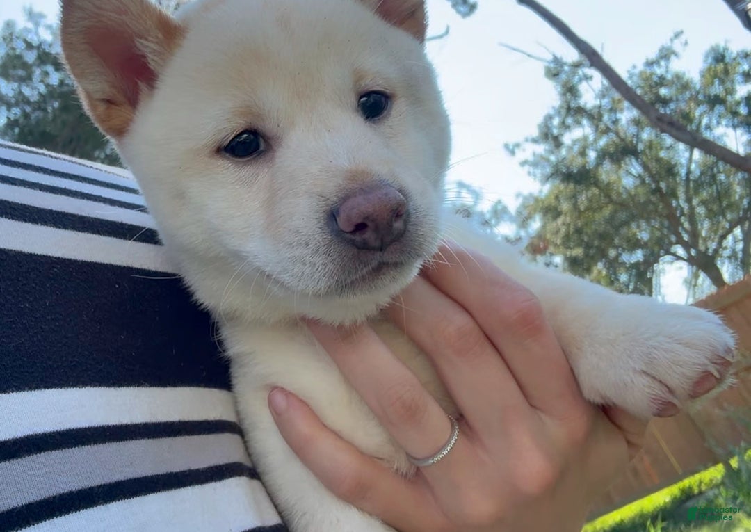 Shiba Inu dogs for sale: Shiba Inu Puppy 5 - Ad 11