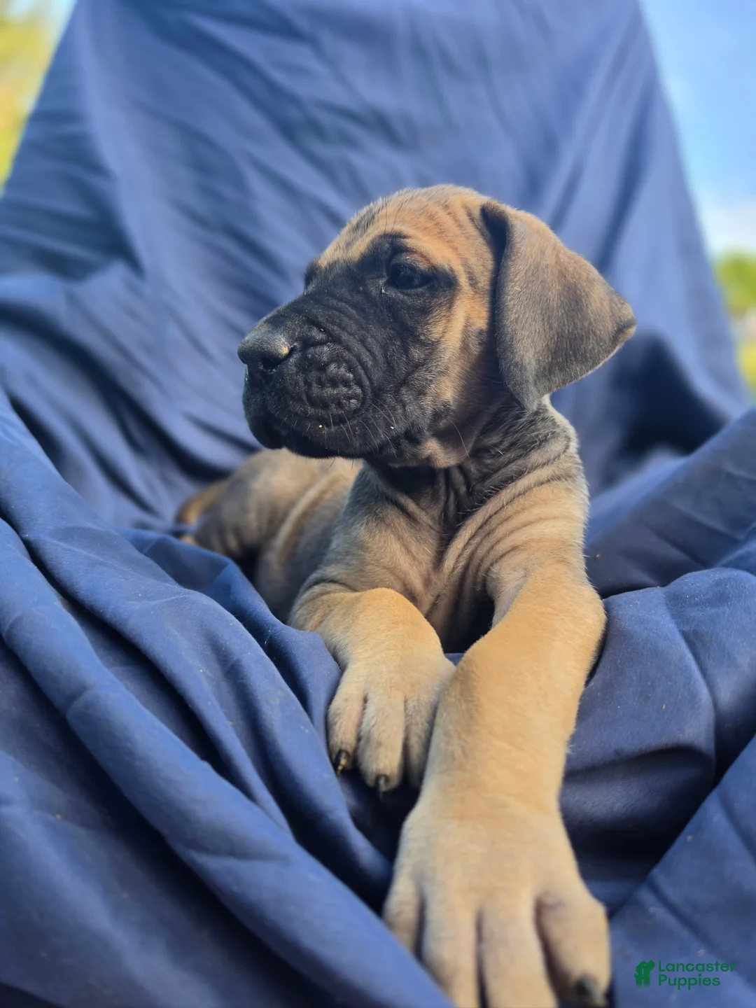 Great Dane dogs for sale: Amara - Ad 4